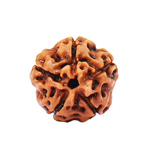 5 Mukhi Java (Indonesia) Rudraksha Thumbnail