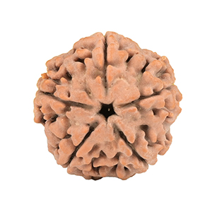 5 Mukhi Nepal Rudraksha Thumbnail