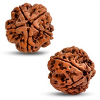 Nepal Rudraksha
