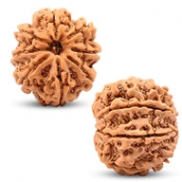 Nepal Rudraksha