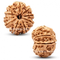 Nepal Rudraksha
