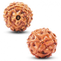 Java (Indonesian) Rudraksha