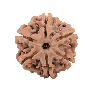 6 Mukhi Nepal Rudraksha Thumbnail
