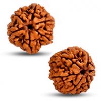 Nepal Rudraksha