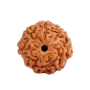 7 Mukhi Java (Indonesia) Rudraksha Thumbnail