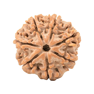 7 Mukhi Nepal Rudraksha Thumbnail