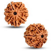 Nepal Rudraksha