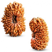 Nepal Rudraksha