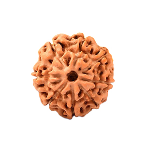 8 Mukhi Java (Indonesia) Rudraksha Thumbnail