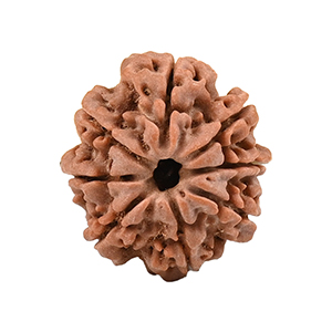 8 Mukhi Nepal Rudraksha Thumbnail