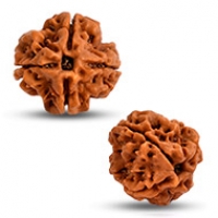 Nepal Rudraksha
