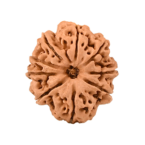 9 Mukhi Nepal Rudraksha Thumbnail