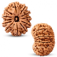 Nepal Rudraksha
