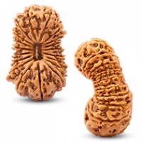 Nepal Rudraksha