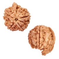 Nepal Rudraksha