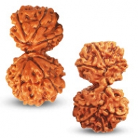 Nepal Rudraksha