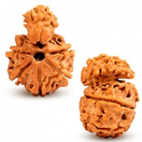 Nepal Rudraksha