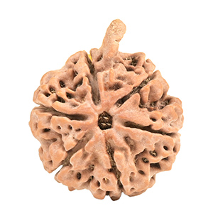 Ganesh Nepal Rudraksha Thumbnail