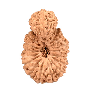Garbh Gauri Java (Indonesia) Rudraksha Thumbnail