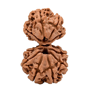 Garbh Gauri Nepal Rudraksha Thumbnail