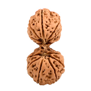 Gauri Shankar Java (Indonesia) Rudraksha Thumbnail