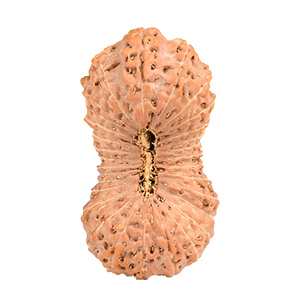 Rare Mukhis Java (Indonesia) Rudraksha Thumbnail