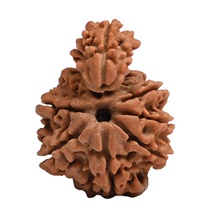 Savar Naag Nepal Rudraksha Thumbnail