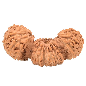 Trijuti Java (Indonesia) Rudraksha Thumbnail