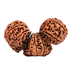 Trijuti Nepal Rudraksha Thumbnail