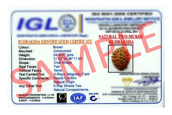 Bhadraksha (with one seed and no natural hole) certified as a Rudraksha