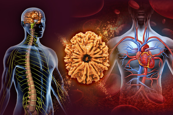 General Health Benefits of Rudraksha