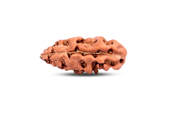 1 Mukhi Rudraksha