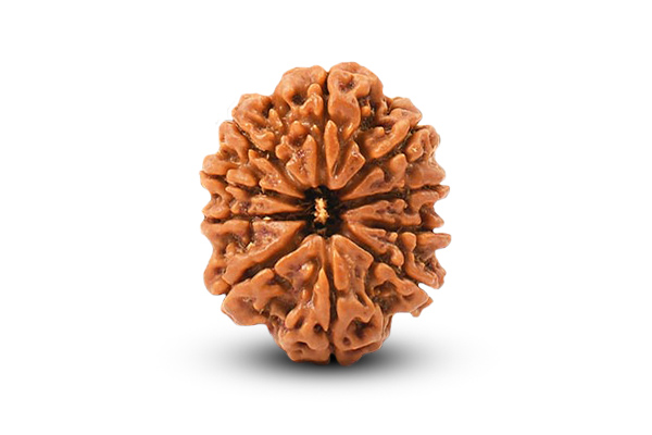 10 Mukhi Rudraksha