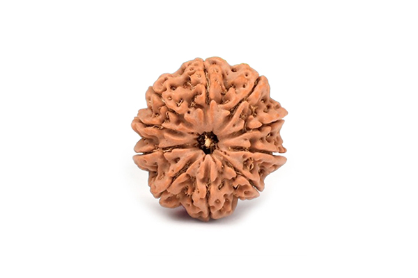 10 Mukhi Rudraksha