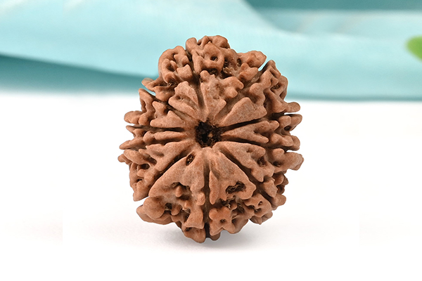 10 Mukhi Rudraksha