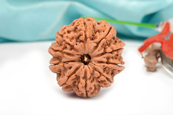 10 Mukhi Rudraksha