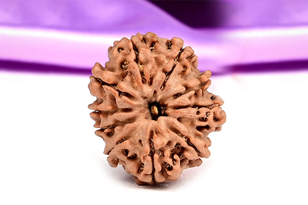 10 Mukhi Rudraksha