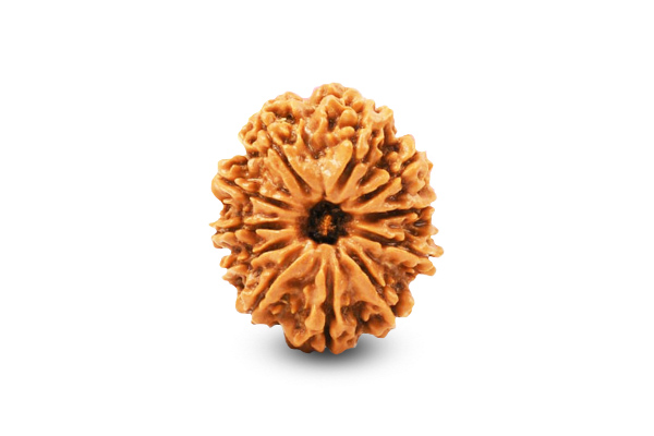 11 Mukhi Rudraksha