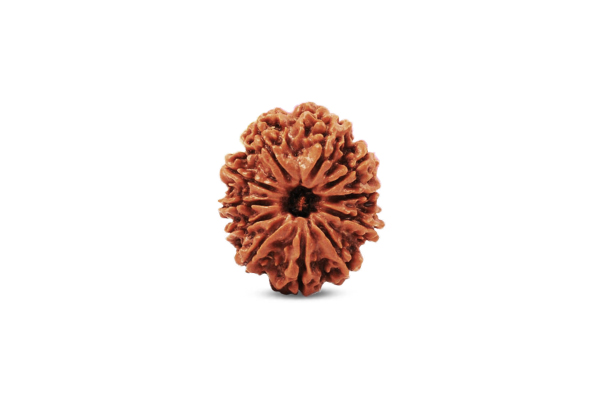 11 Mukhi Rudraksha