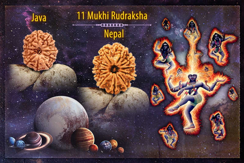 11 Mukhi Rudraksha