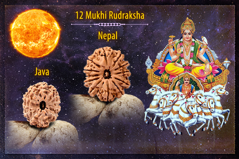 12 Mukhi Rudraksha