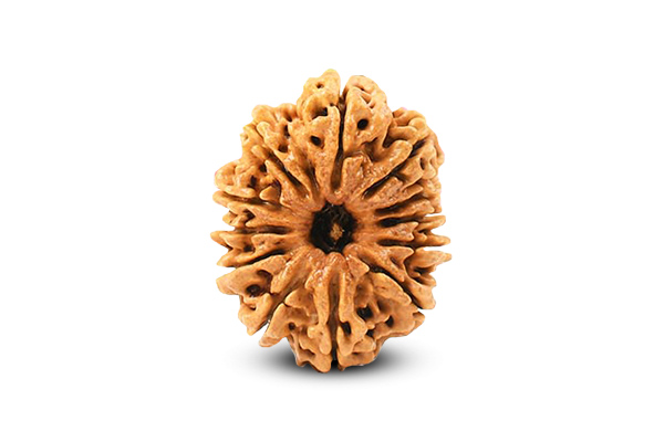 12 Mukhi Rudraksha