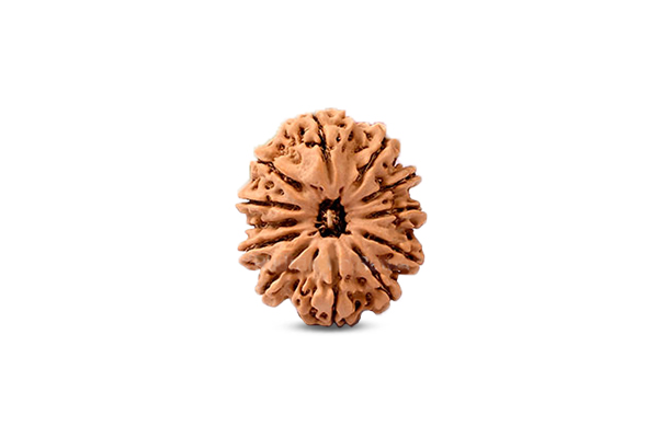12 Mukhi Rudraksha