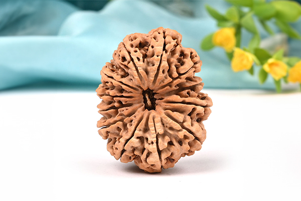12 Mukhi Rudraksha