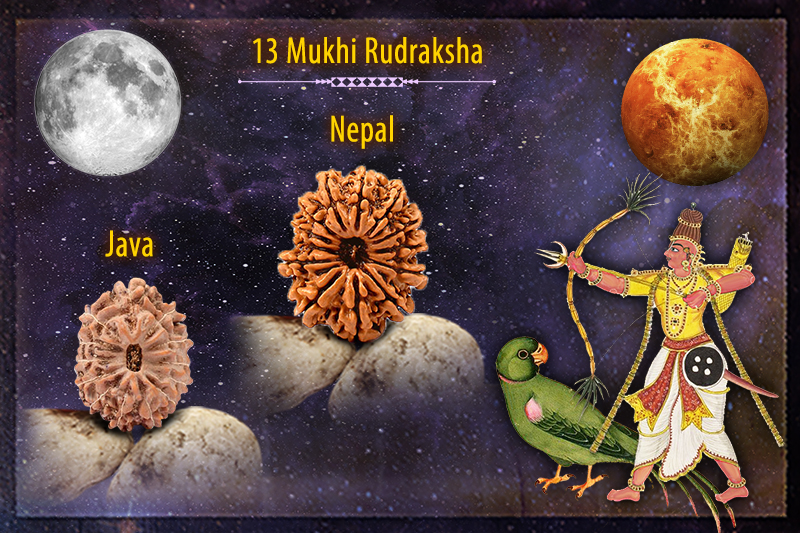 13 Mukhi Rudraksha