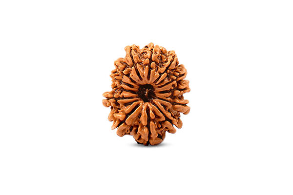 13 Mukhi Rudraksha