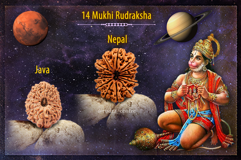 14 Mukhi Rudraksha