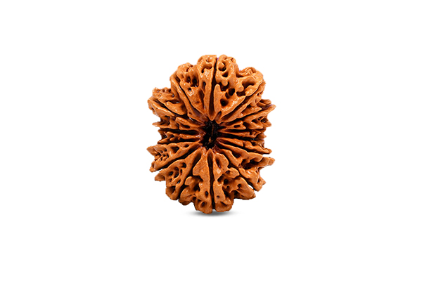 14 Mukhi Rudraksha