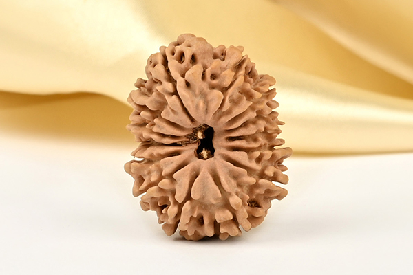 14 Mukhi Nepal Rudraksha