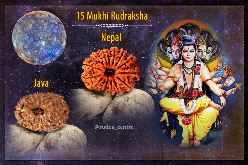 15 Mukhi Rudraksha